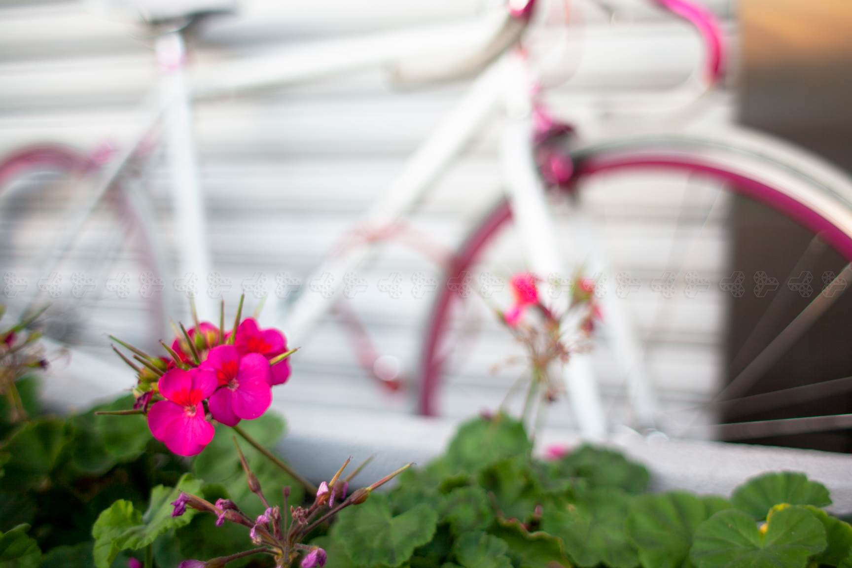 geranium/Pelargonium