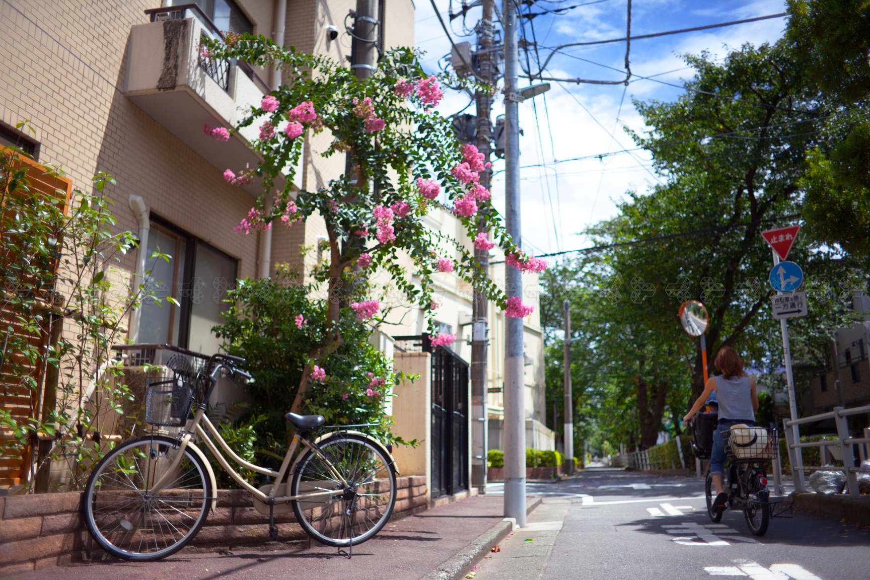 Lagerstroemia Indica