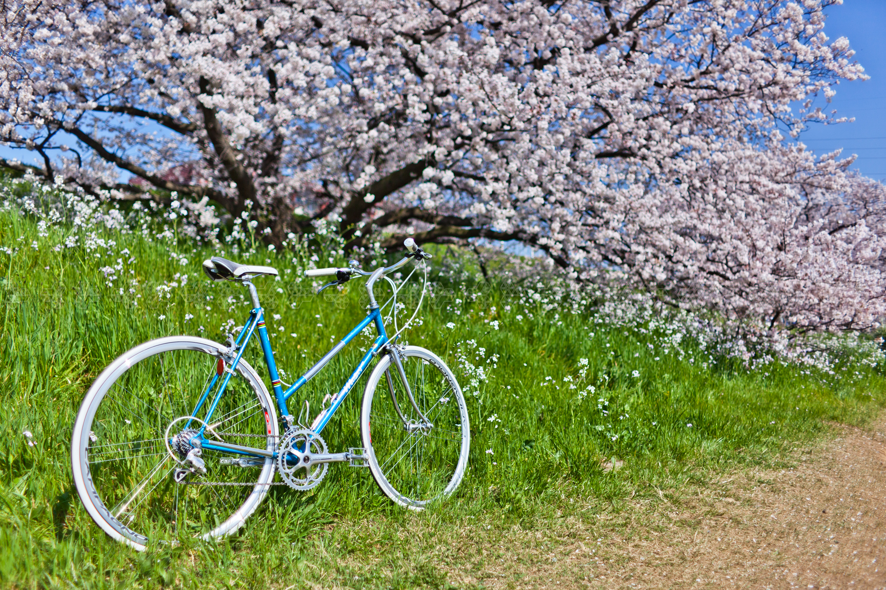 ciliegio e bicicletta