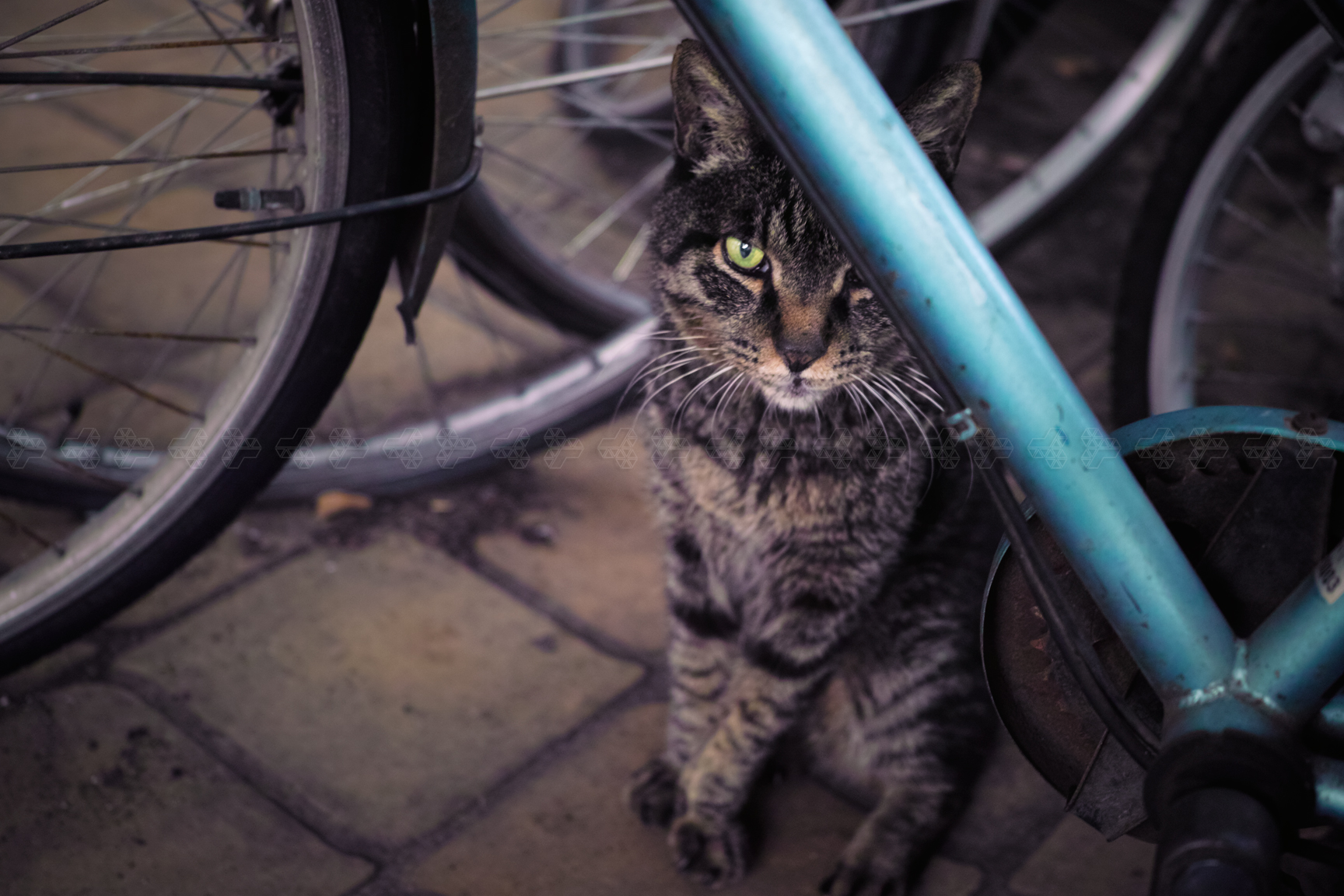 猫と自転車