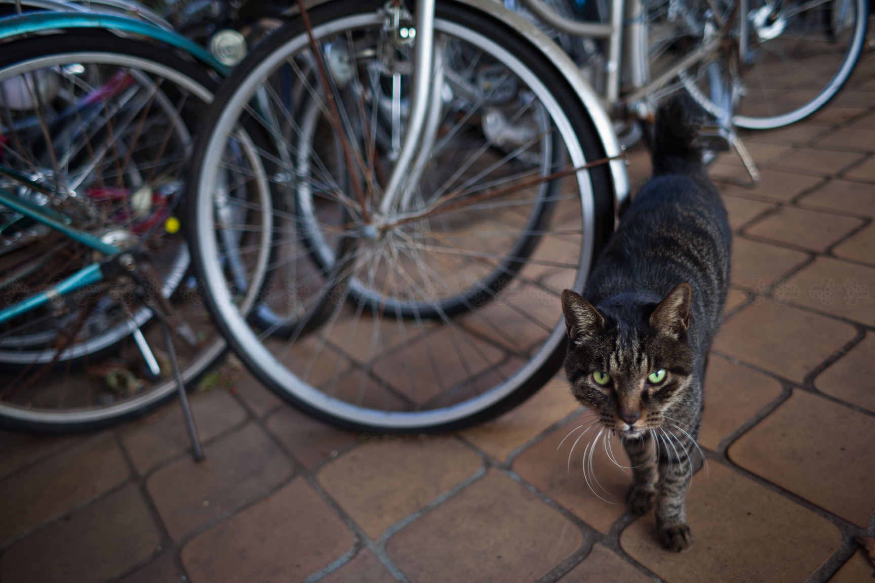 2020.0202／猫と自転車／bushyanyatsu_01