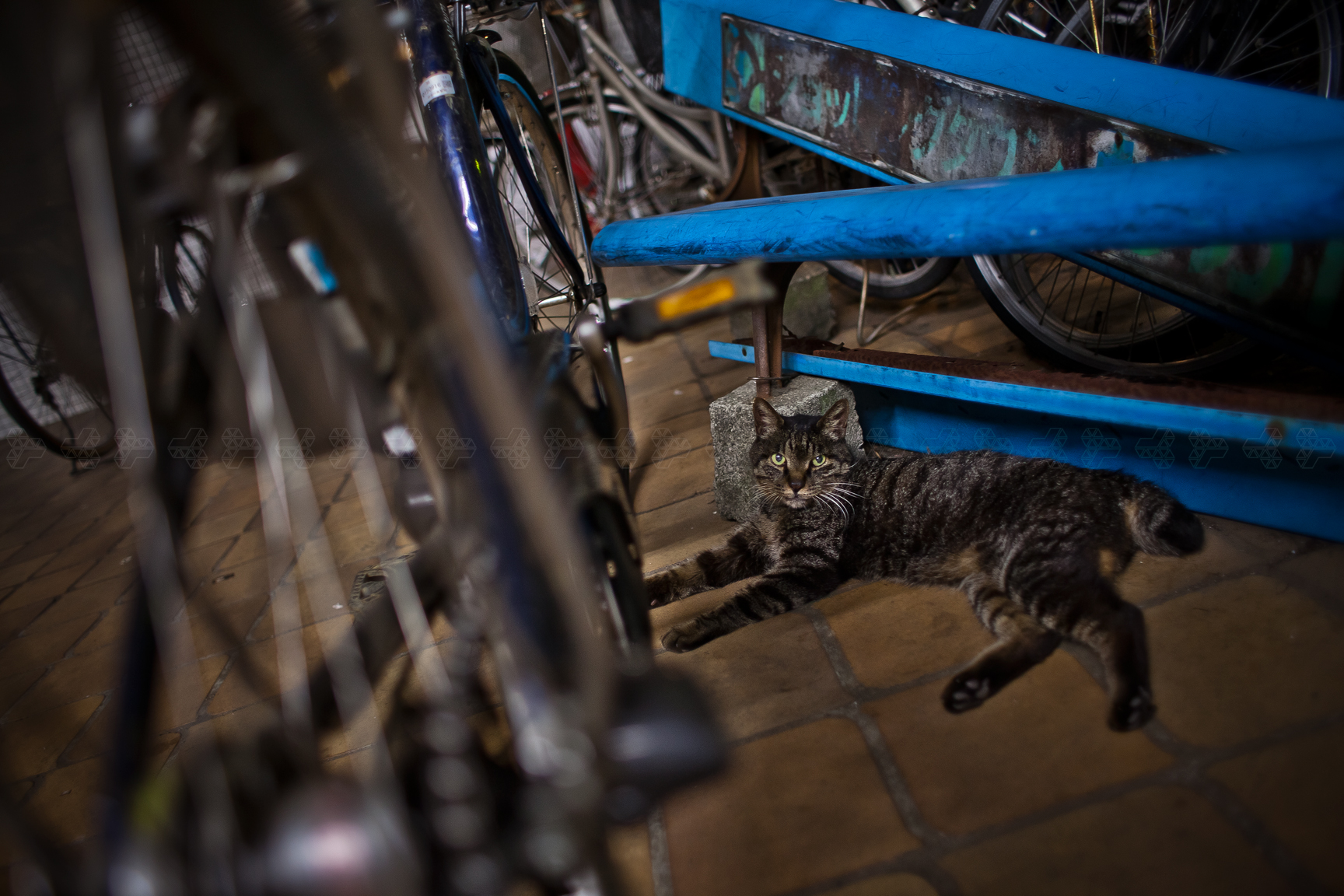 international cat day