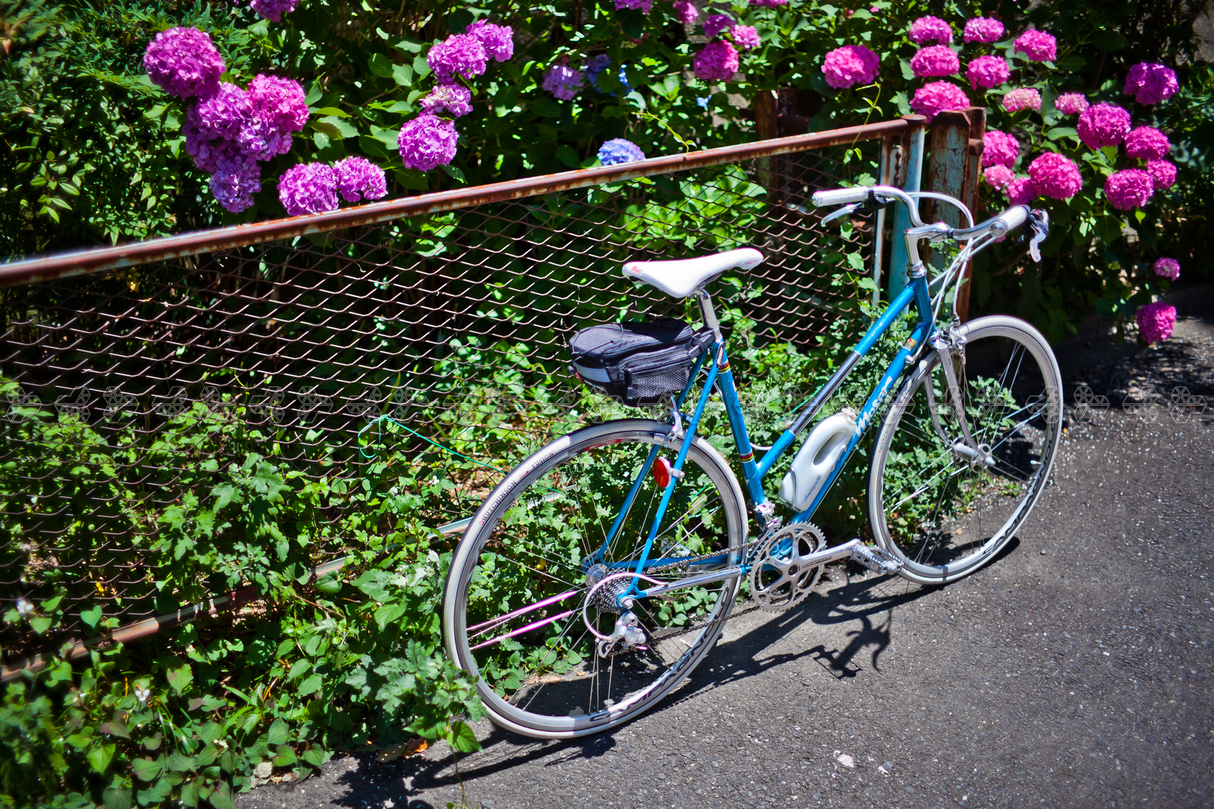 ortensia e bicicletta