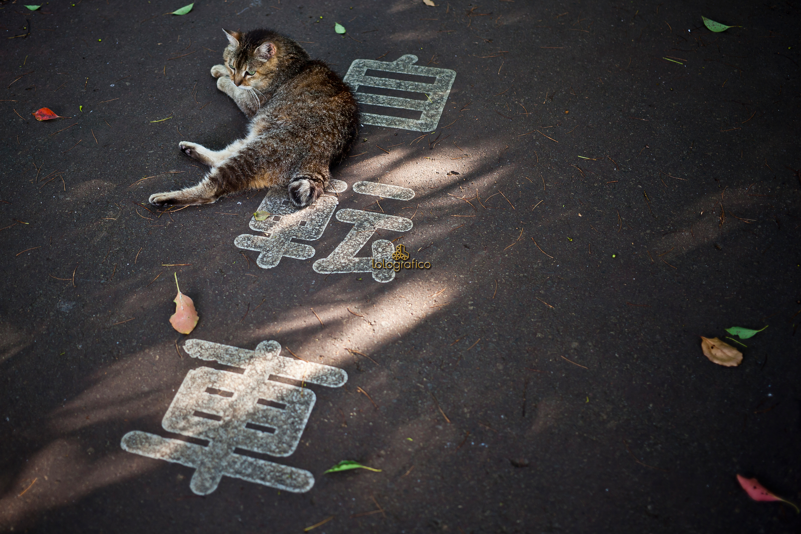 偽・猫と自転車