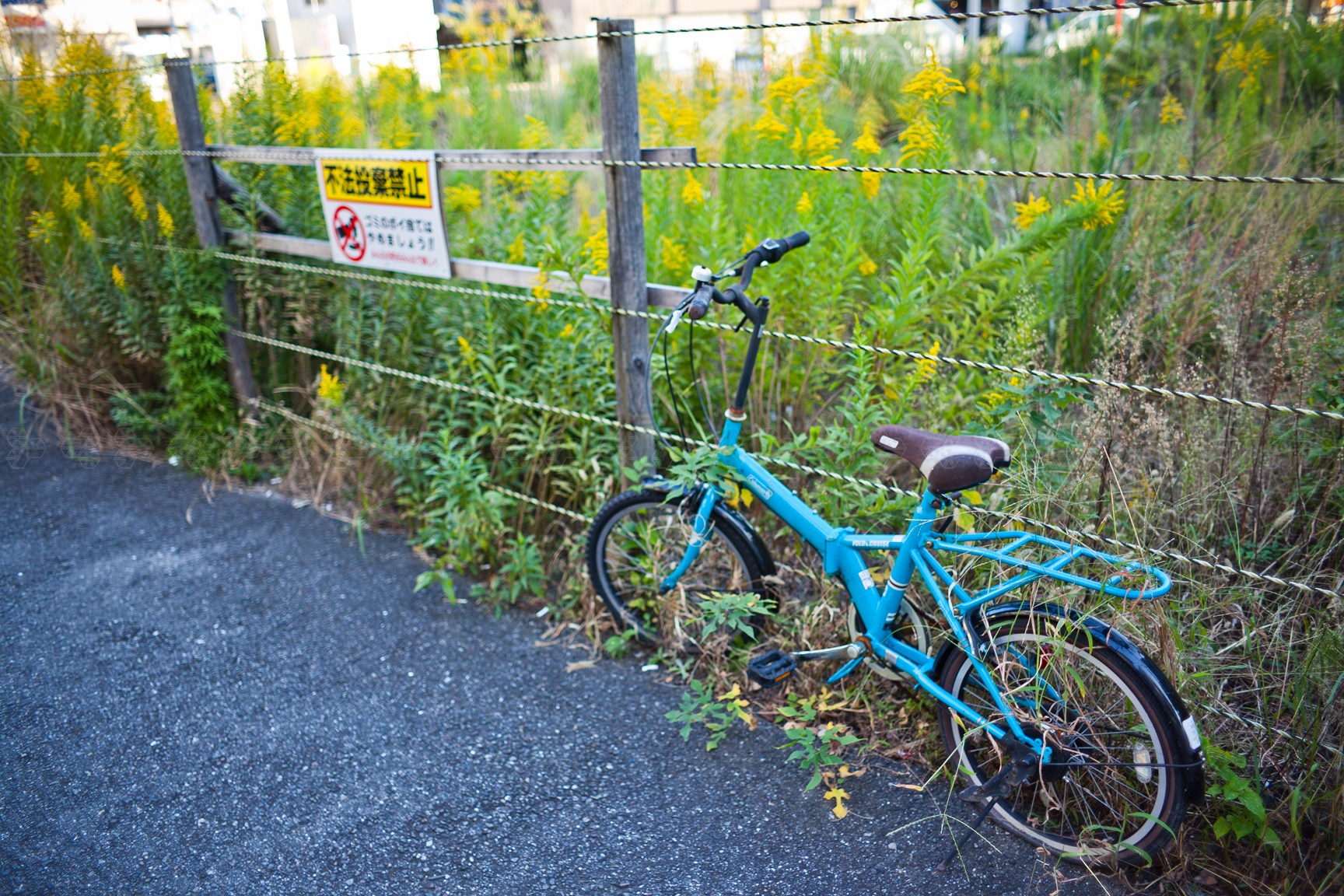セイタカアワダチソウ